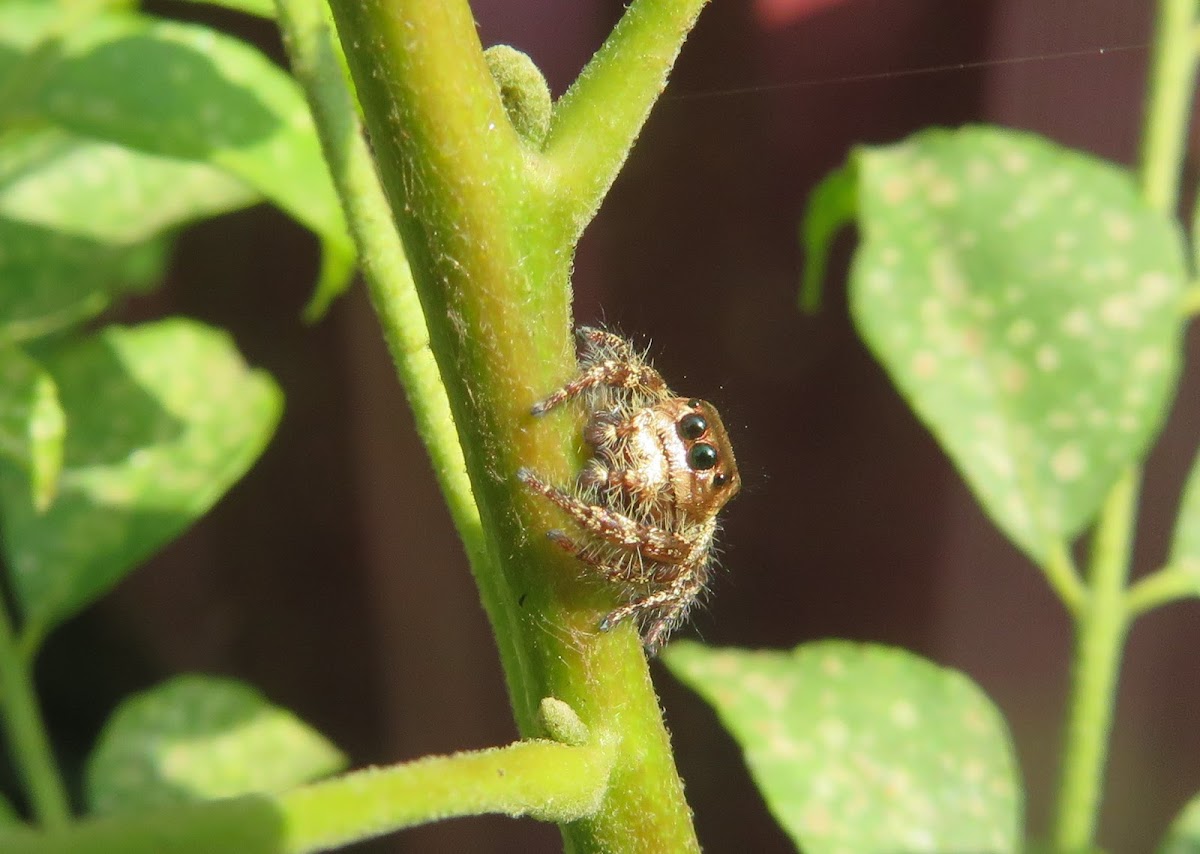 Jumping Spider