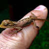 Oriental Garden Lizard