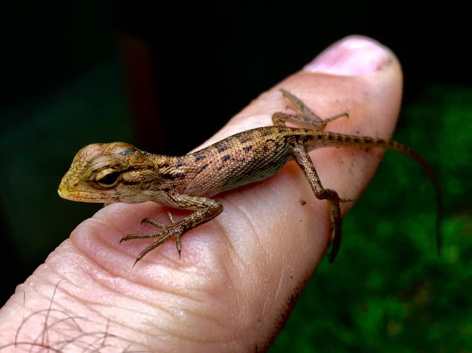 Oriental Garden Lizard