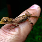 Oriental Garden Lizard