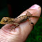 Oriental Garden Lizard