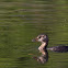 Pied-billed Grebe