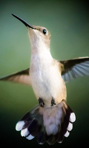 Hummingbird Wallpaper