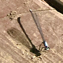 Dragonfly (unknown species)