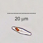 Epilithic Diatom