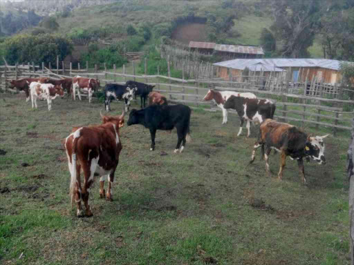 Cows graze in Kimnai near Kipkunur forest in Marakwet West, October 2017. /STEPHEN RUTTO