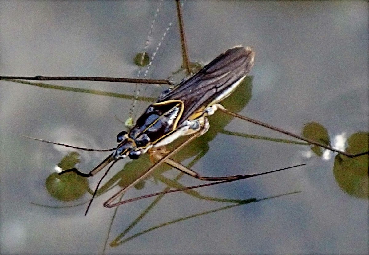 Striped Pond Skater