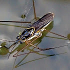 Striped Pond Skater