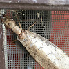 Eastern Dobsonfly