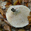 Beech Milkcap (Λακτάριος της οξιάς)