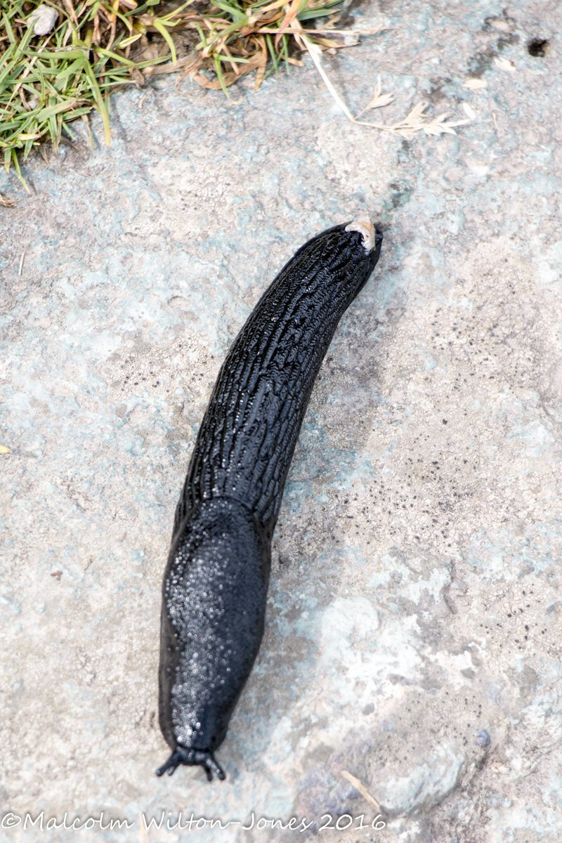 Black Slug