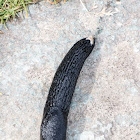 Black Slug