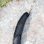 Black Slug