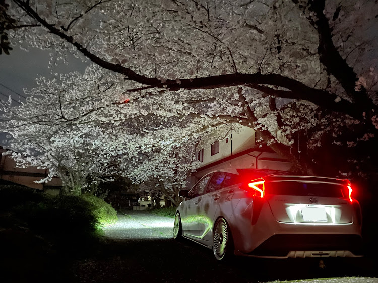 プリウスの桜とコラボ🌸・夜桜・USプリウス・プリウス50に関するカスタム事例の投稿画像1枚目
