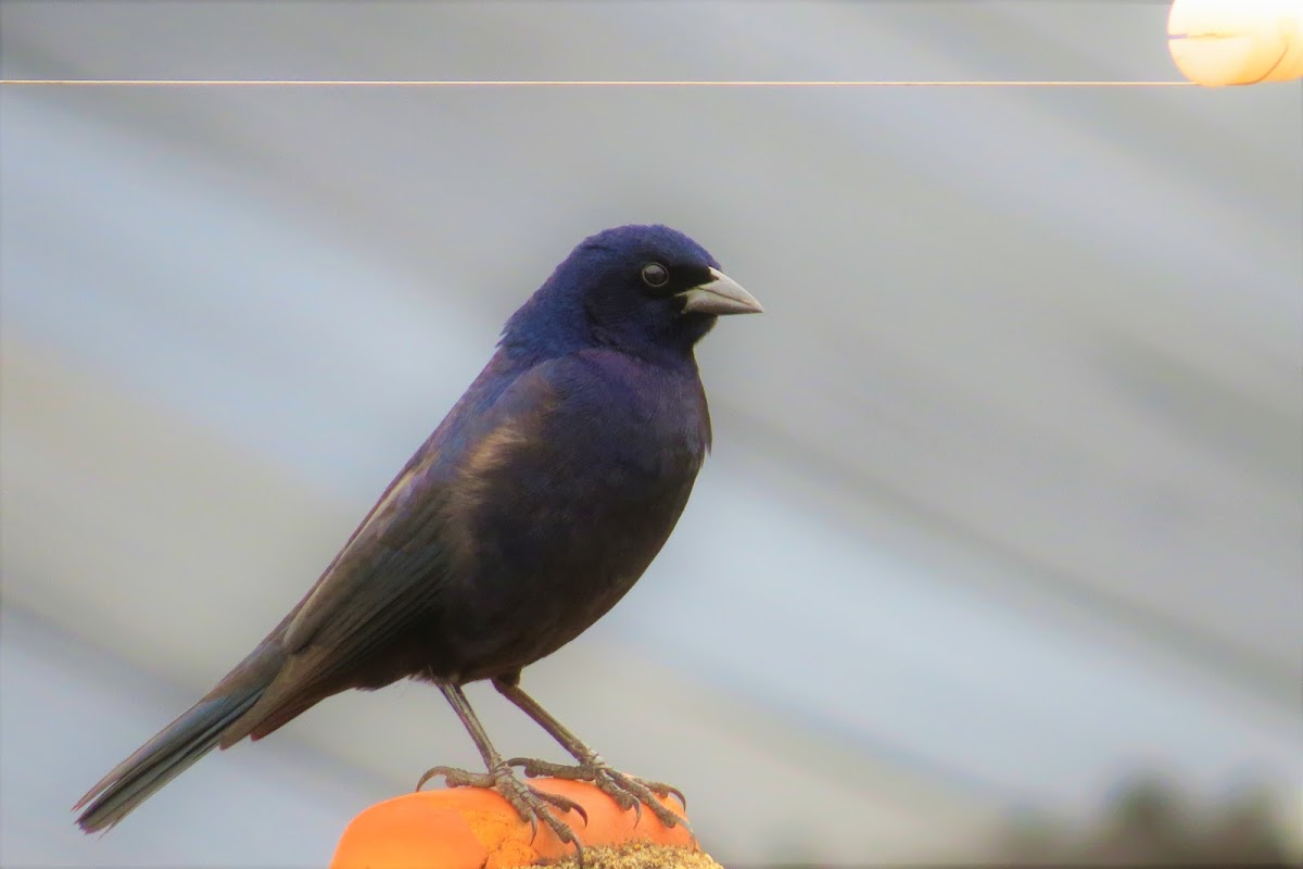 Ruby-crowned Tanager