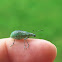 Broad-nosed Weevil