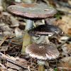 Wine Cap Stropharia