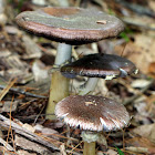 Wine Cap Stropharia