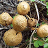 unknown toadstool