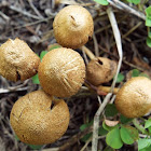 unknown toadstool