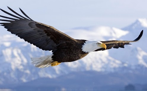 How to mod Eagle Wallpapers patch 1.0 apk for android