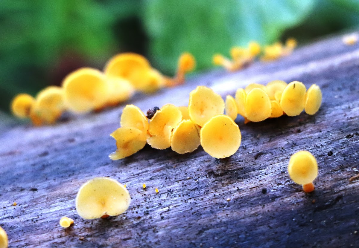 Jelly fungus