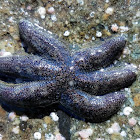 Rough Six-armed Sea Star