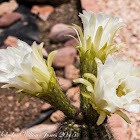 White Cactus flower