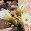 White Cactus flower