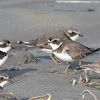 Semipalmated Plover