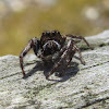 Bronze Jumper, male