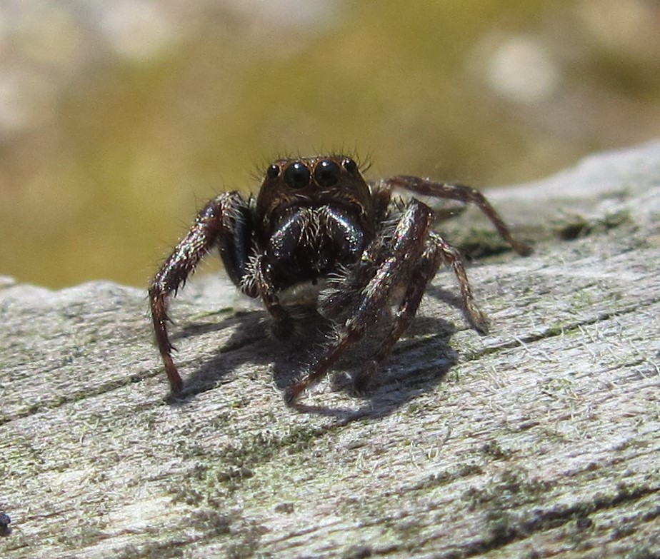 Bronze Jumper, male