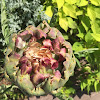 Artichoke