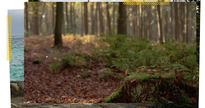 tree stumps in a forest