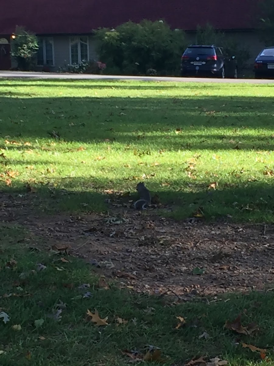 Grey squirrel