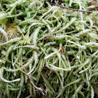 Wavy-leaved cotton moss