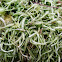 Wavy-leaved cotton moss