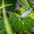 Zebra Conchylodes Moth