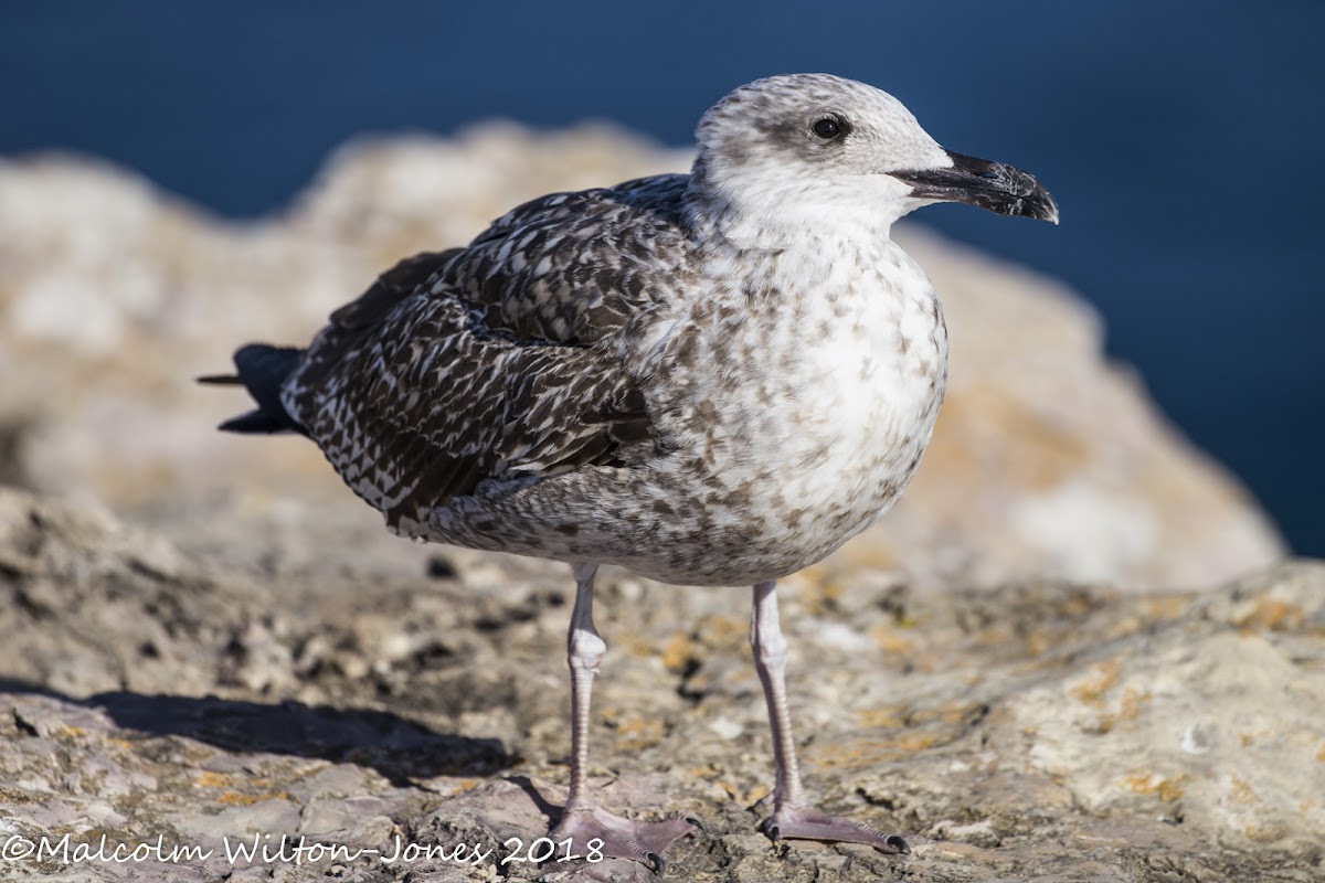 Yellow-legged Gull