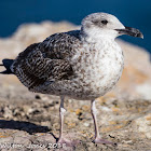 Yellow-legged Gull