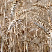 Il grano è maturo. di 