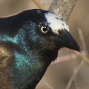 White-crowned Common Grackle