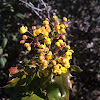 California Barberry