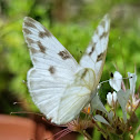 Checkered white