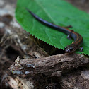 Red-backed Salamander