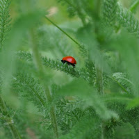 La mia foresta: me la godo finchè c'è di 