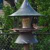 Female Cardinal