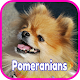 Download Pomeranian Wallpapers For PC Windows and Mac 1.0