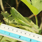 Green Citrus Locust