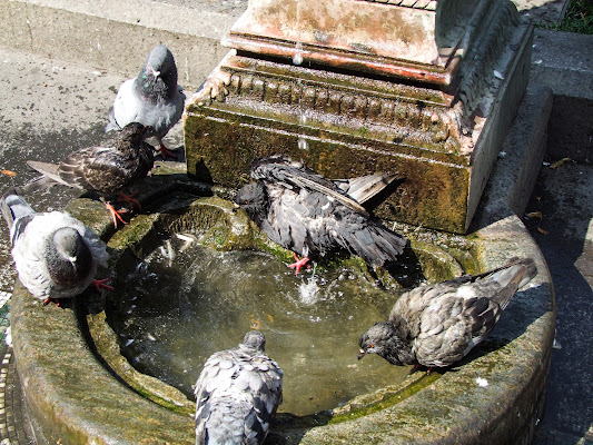 Dai ... facciamoci un bagno! di Giò Volpi